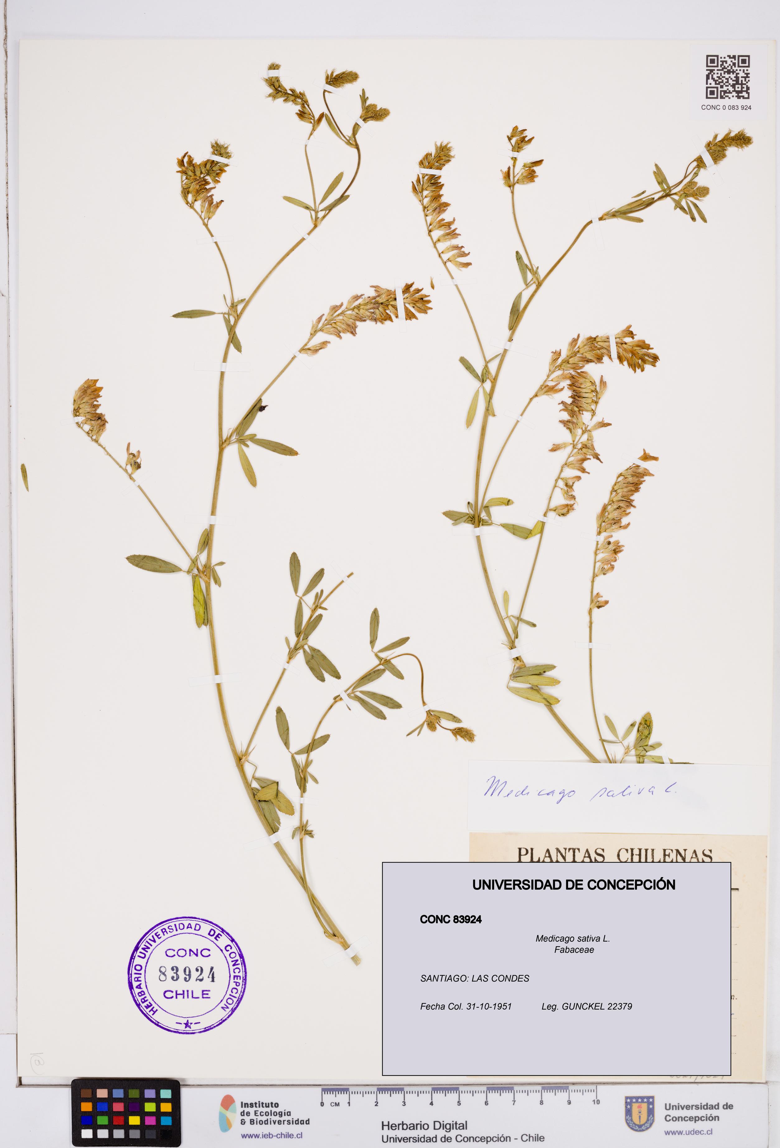 Medicago sativa [Espécimen: ]