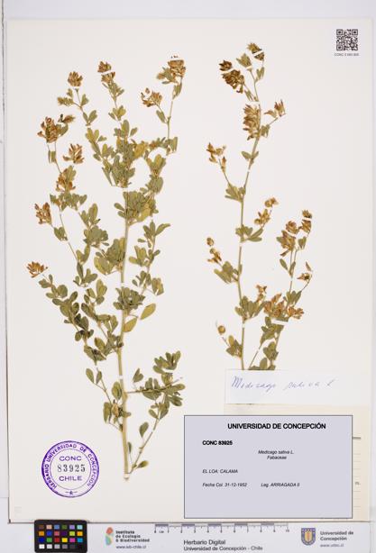 Medicago sativa [Espécimen: ]