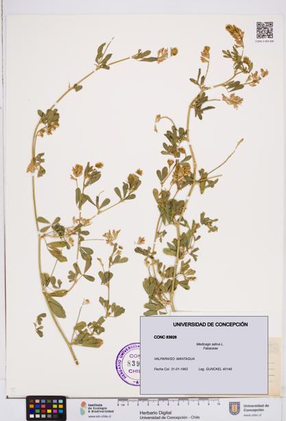Medicago sativa [Espécimen: ]