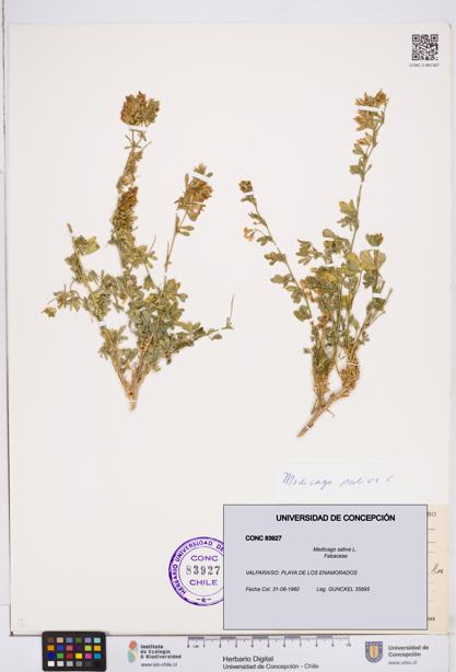 Medicago sativa [Espécimen: ]