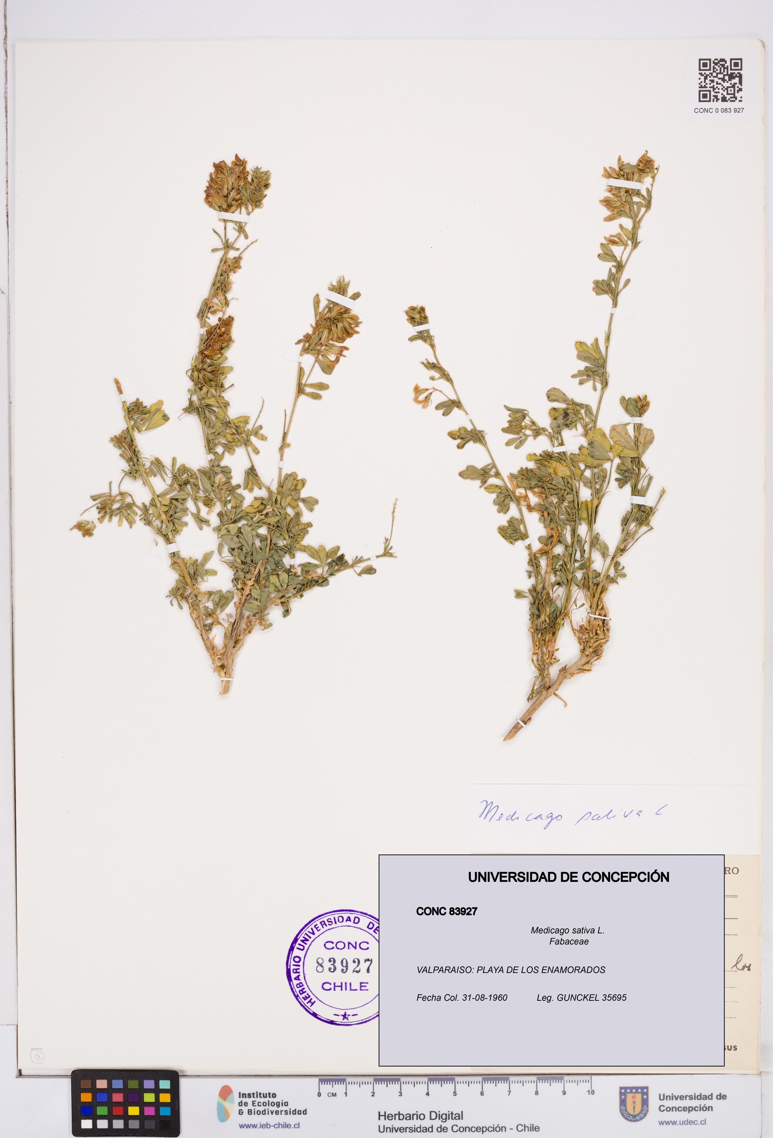 Medicago sativa [Espécimen: ]