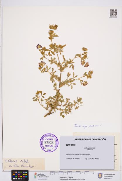 Medicago sativa [Espécimen: ]