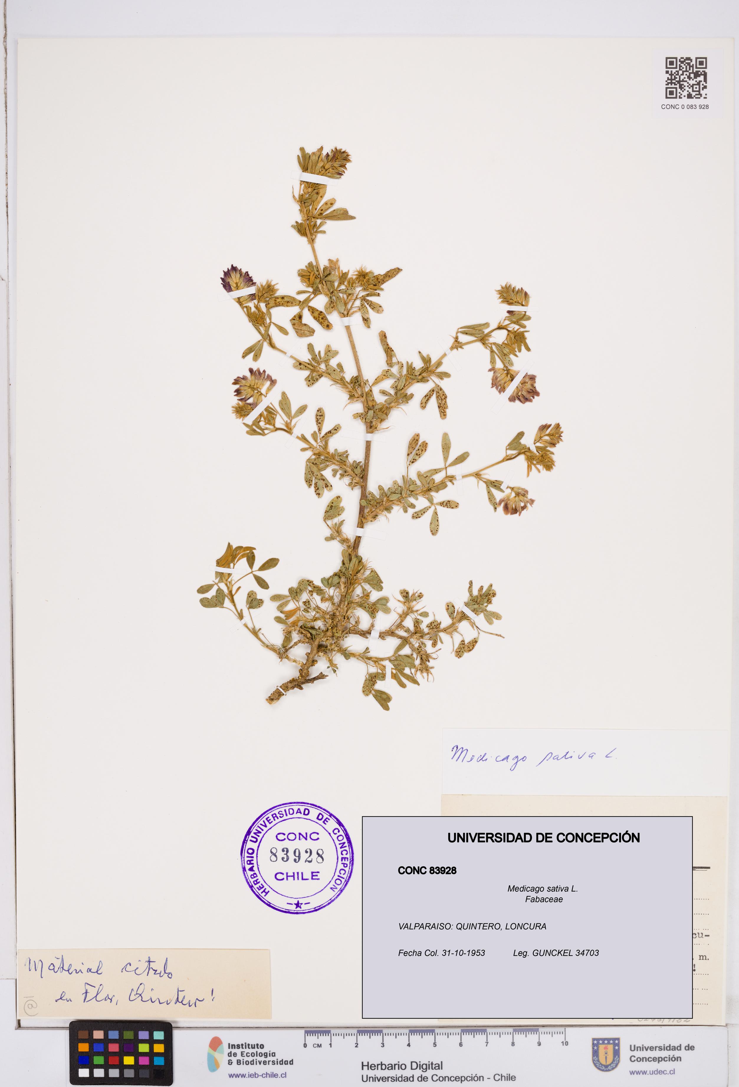 Medicago sativa [Espécimen: ]