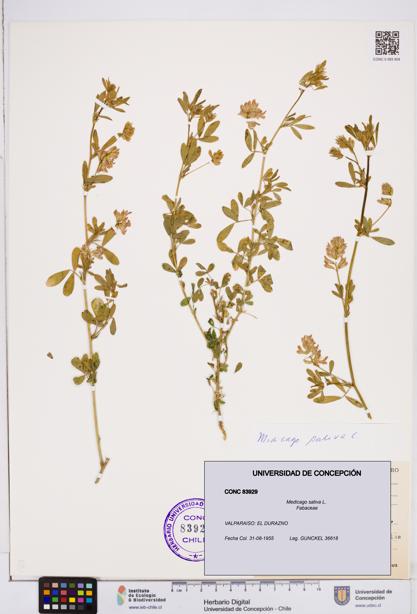 Medicago sativa [Espécimen: ]