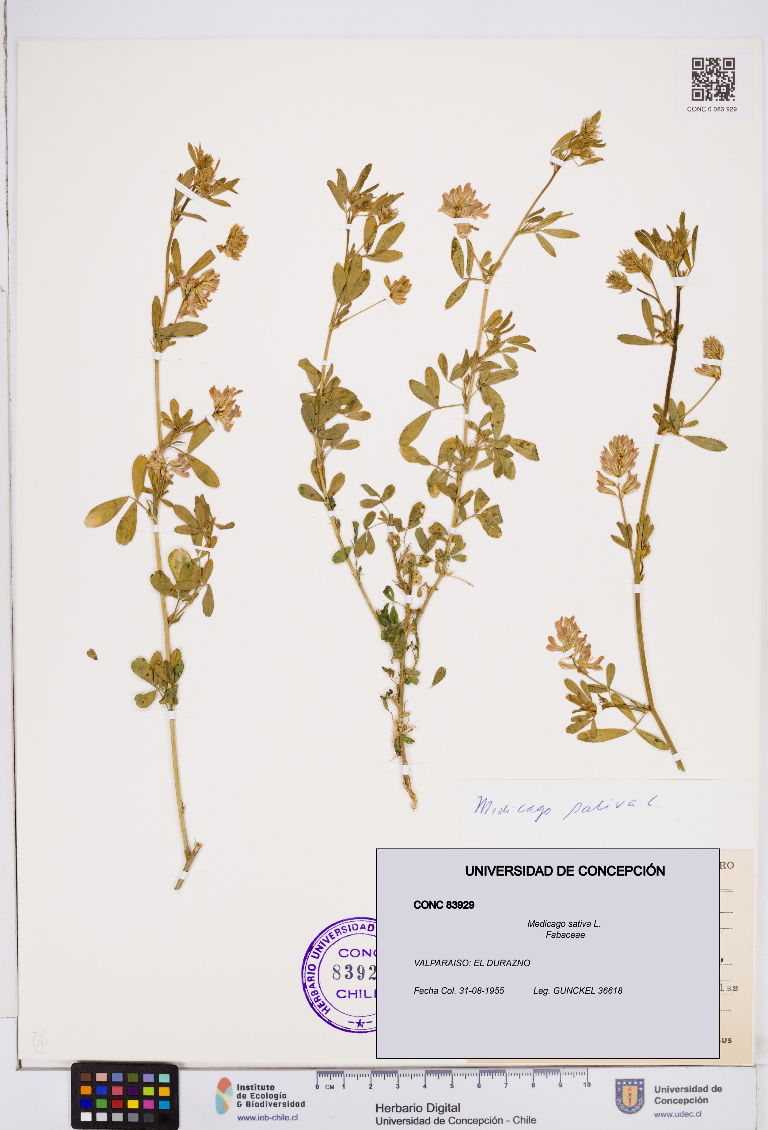 Medicago sativa [Espécimen: ]
