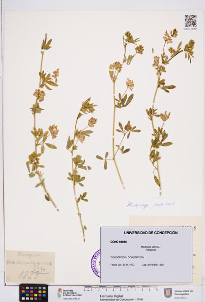 Medicago sativa [Espécimen: ]