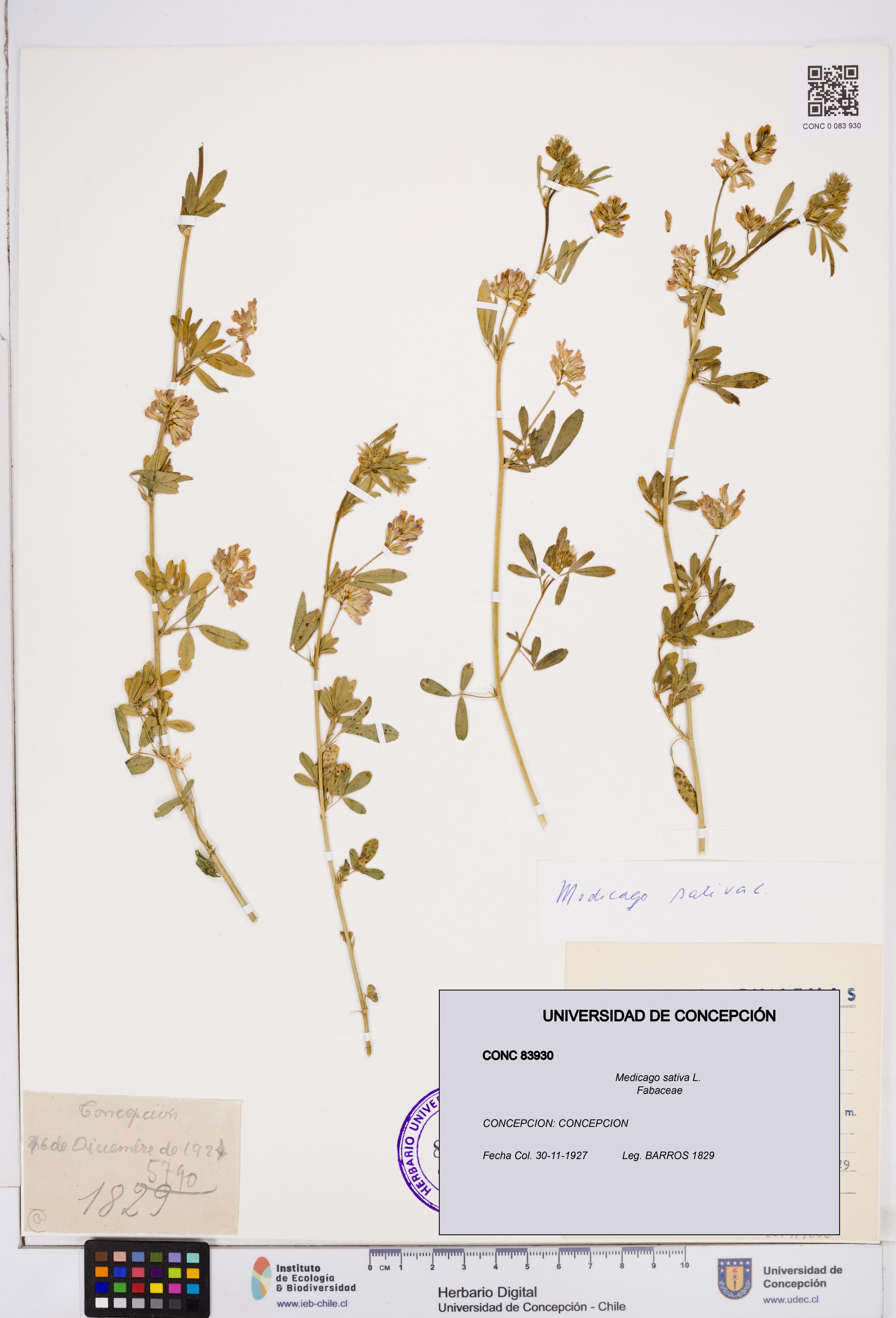 Medicago sativa [Espécimen: ]