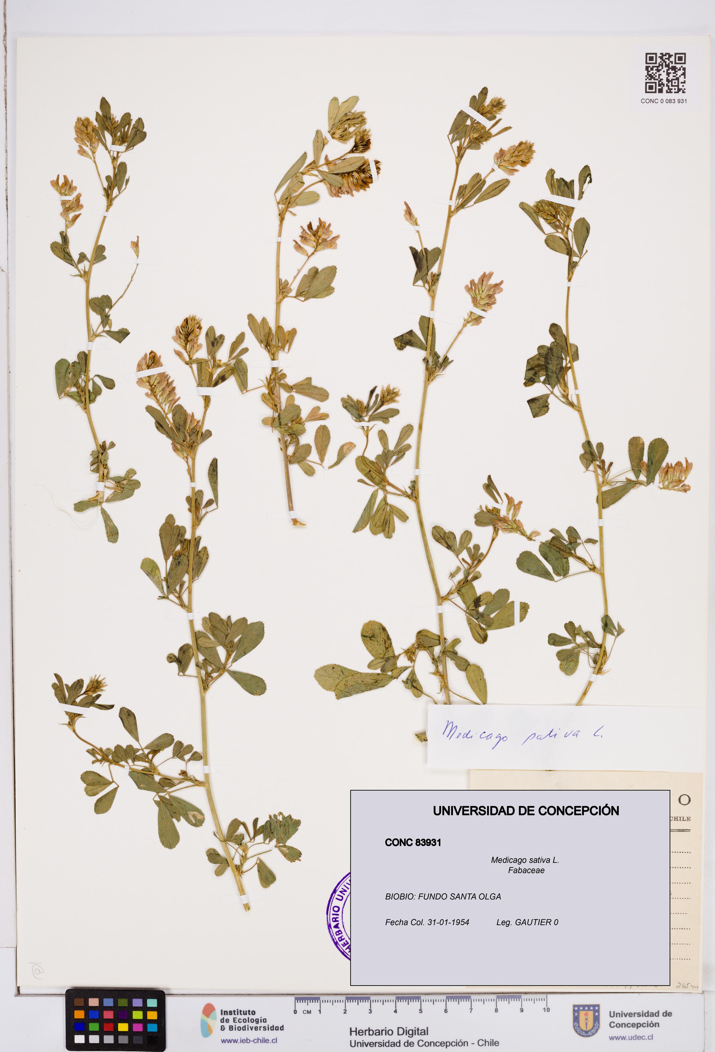 Medicago sativa [Espécimen: ]