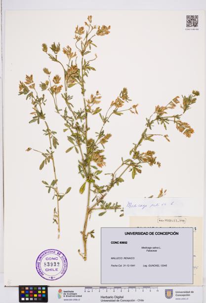 Medicago sativa [Espécimen: ]
