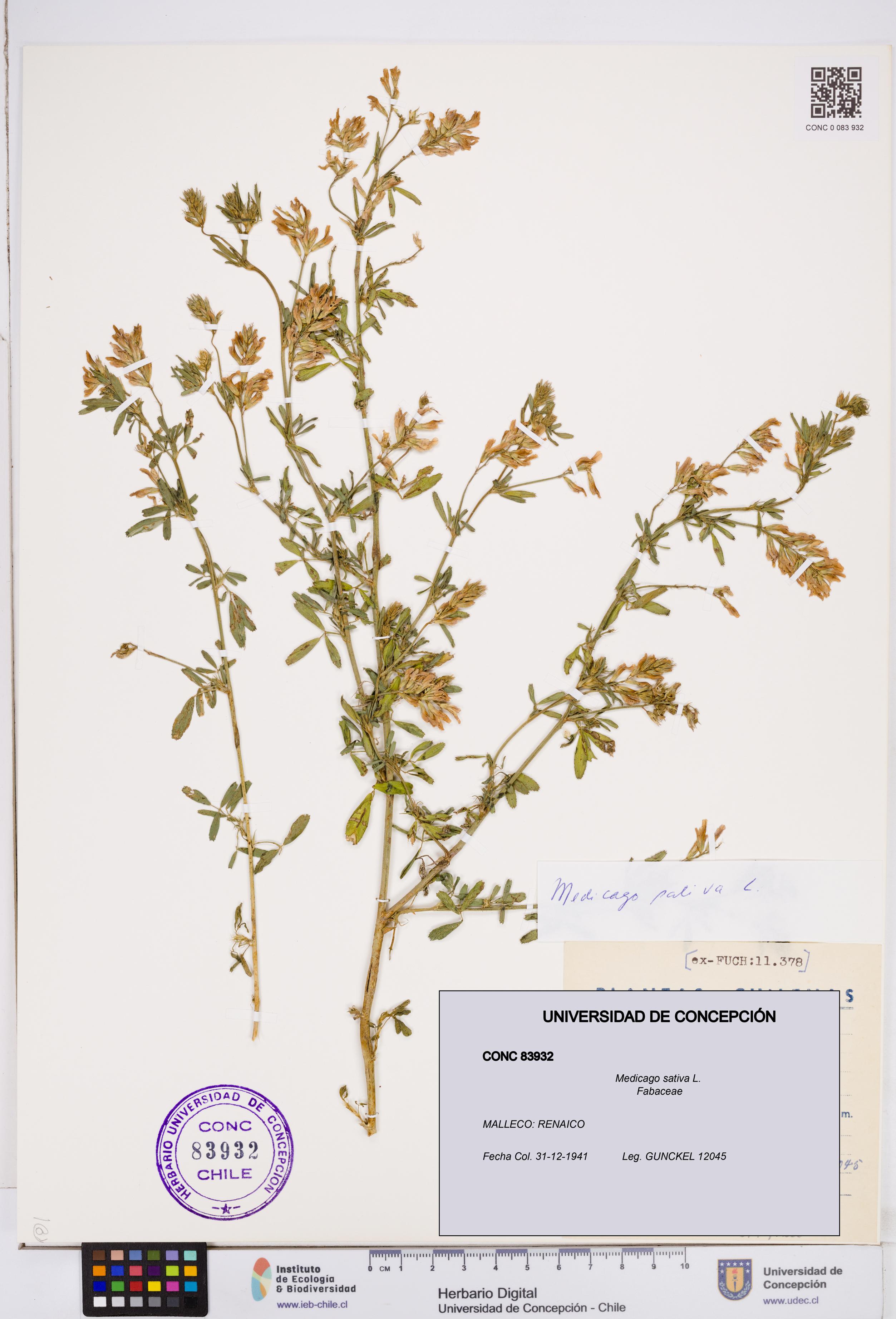 Medicago sativa [Espécimen: ]