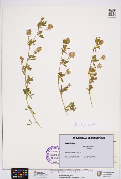 Medicago sativa [Espécimen: ]
