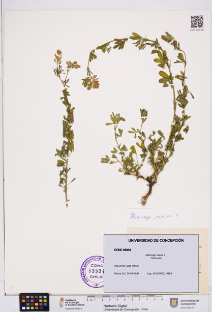 Medicago sativa [Espécimen: ]