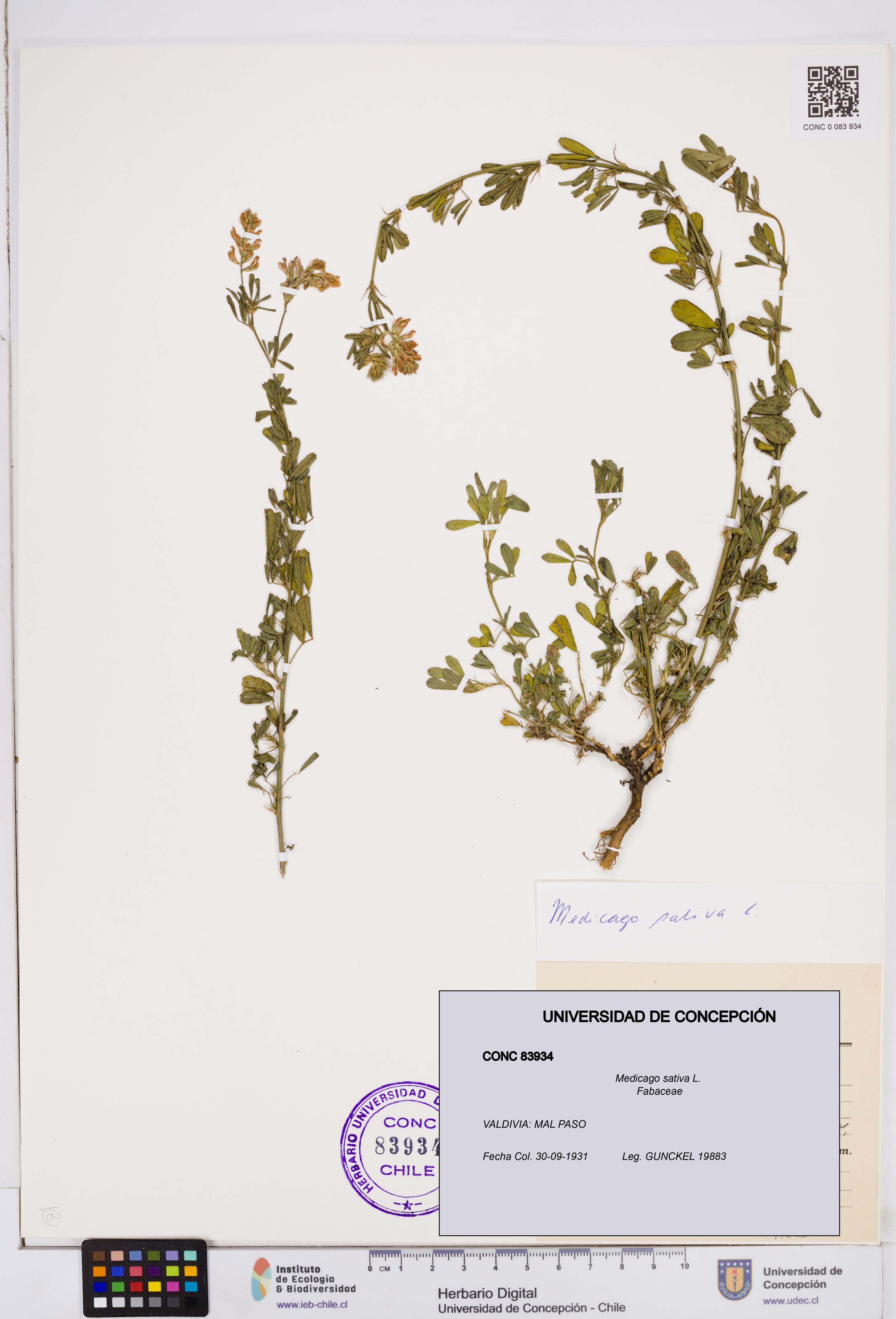 Medicago sativa [Espécimen: ]