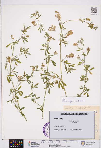 Medicago sativa [Espécimen: ]