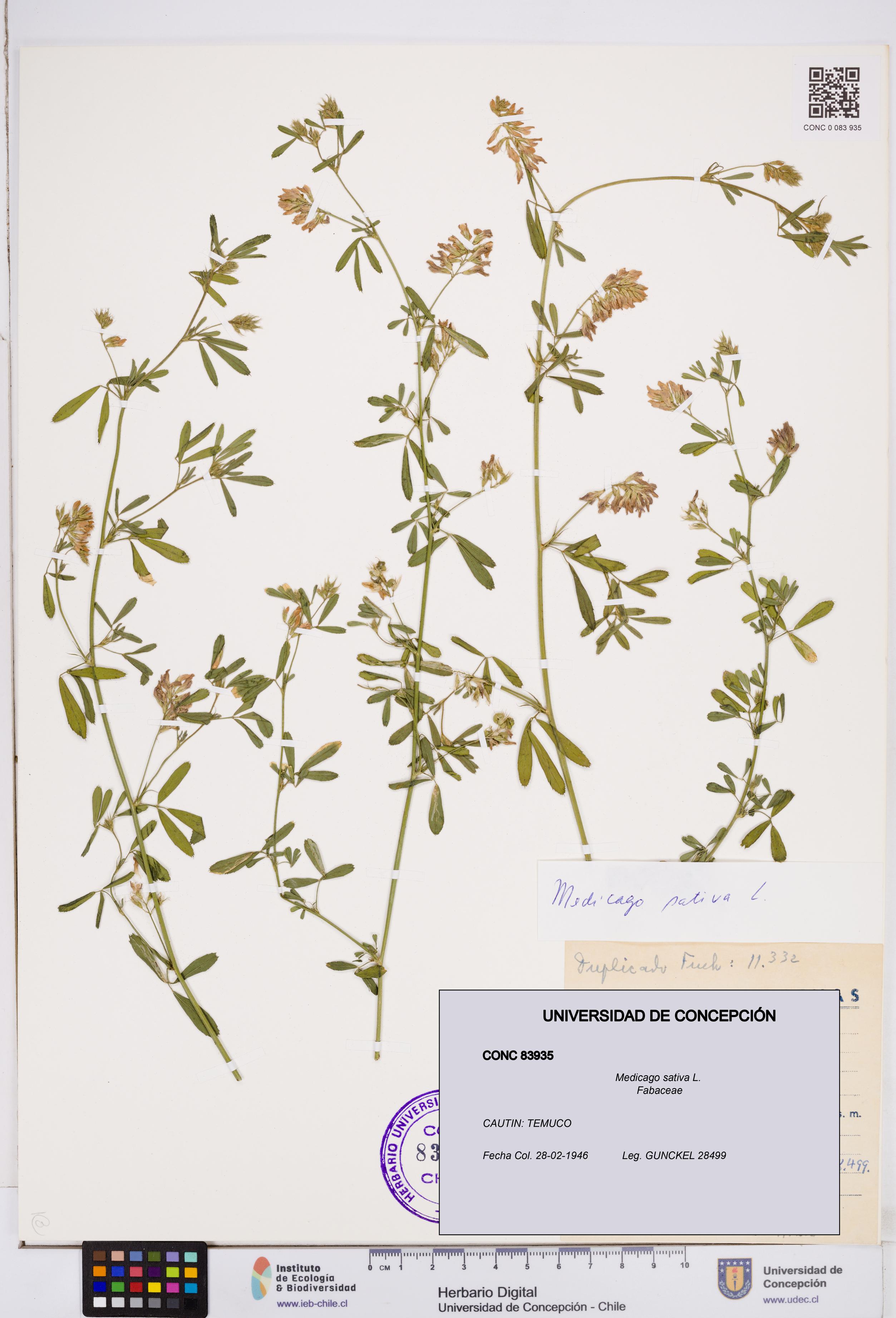 Medicago sativa [Espécimen: ]