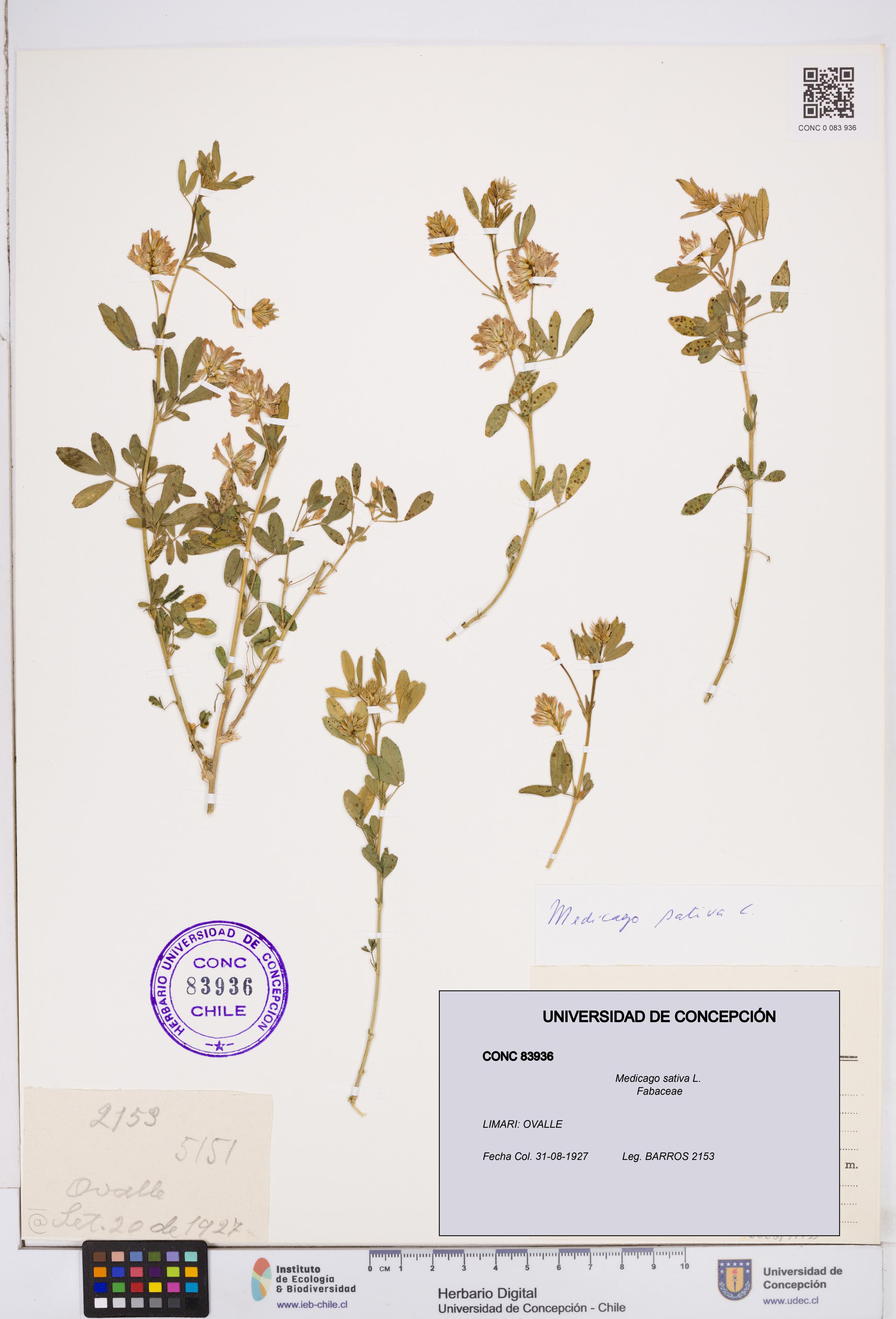 Medicago sativa [Espécimen: ]