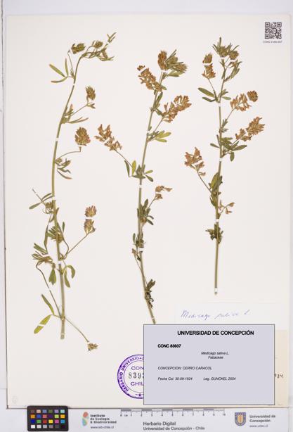 Medicago sativa [Espécimen: ]
