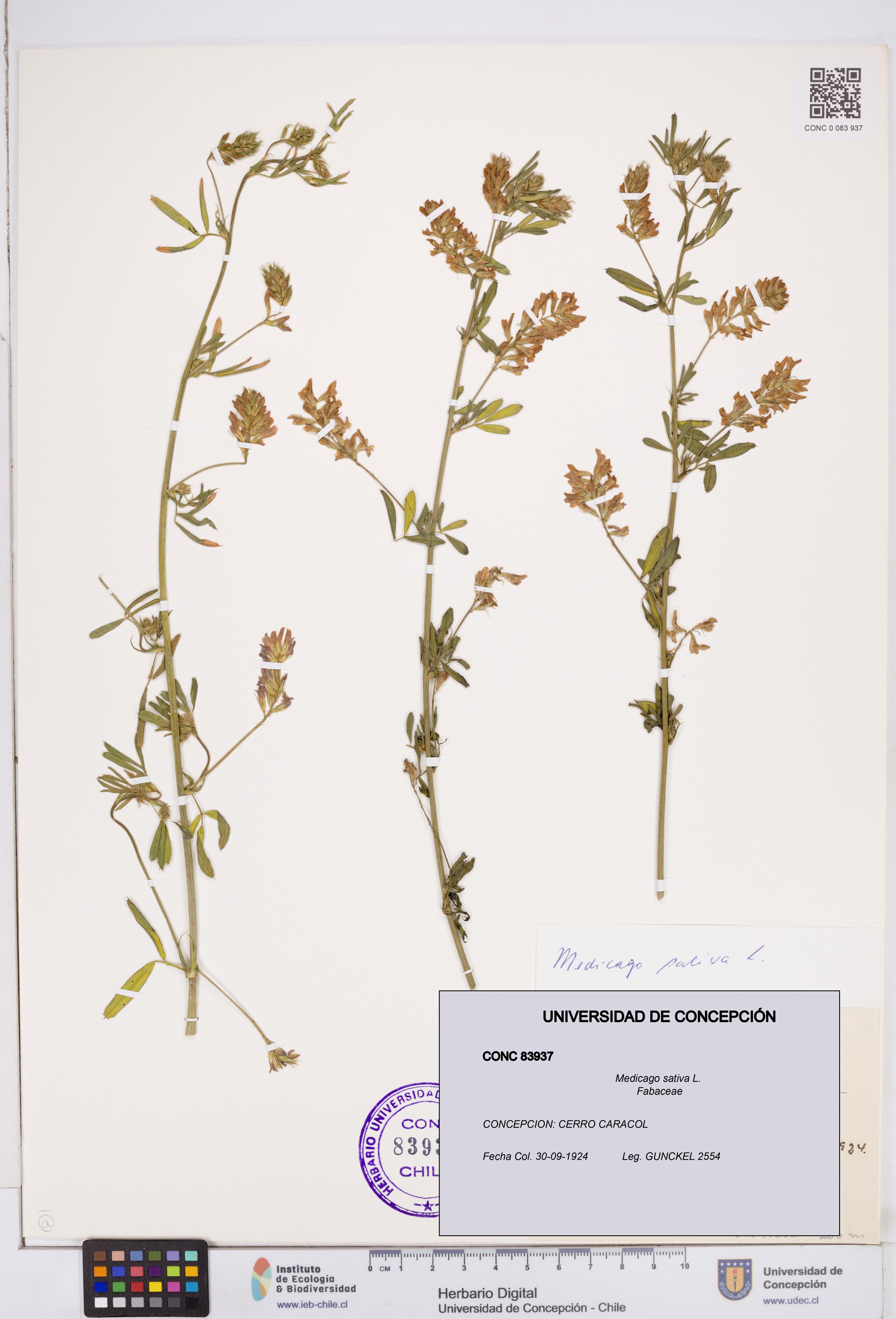 Medicago sativa [Espécimen: ]