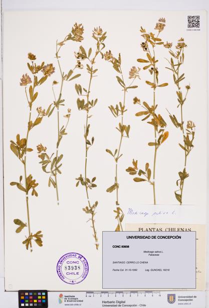 Medicago sativa [Espécimen: ]