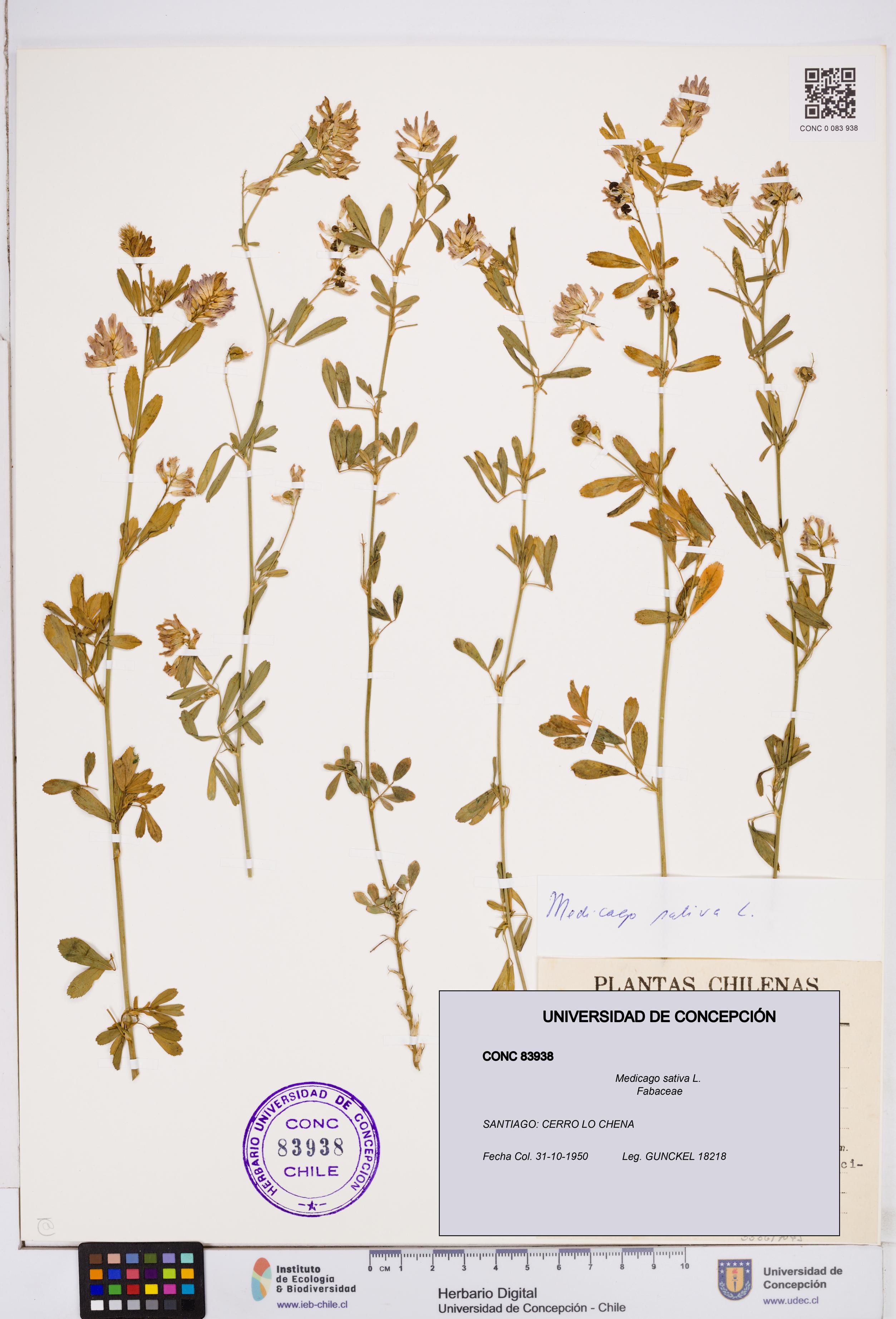 Medicago sativa [Espécimen: ]