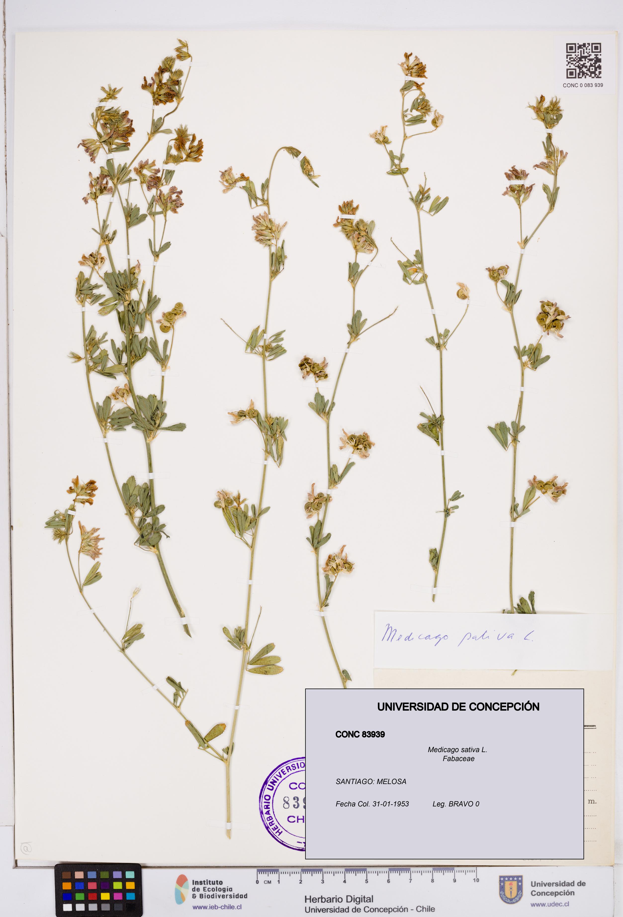 Medicago sativa [Espécimen: ]