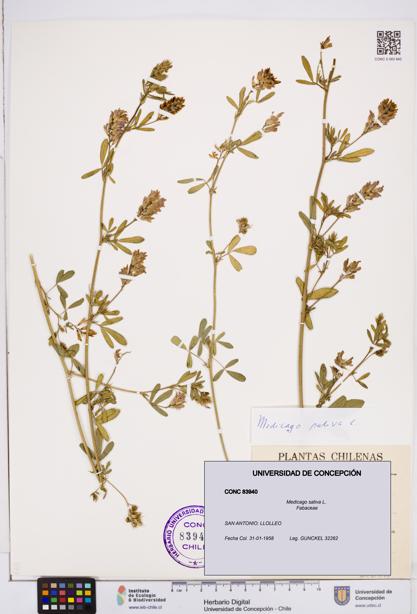 Medicago sativa [Espécimen: ]