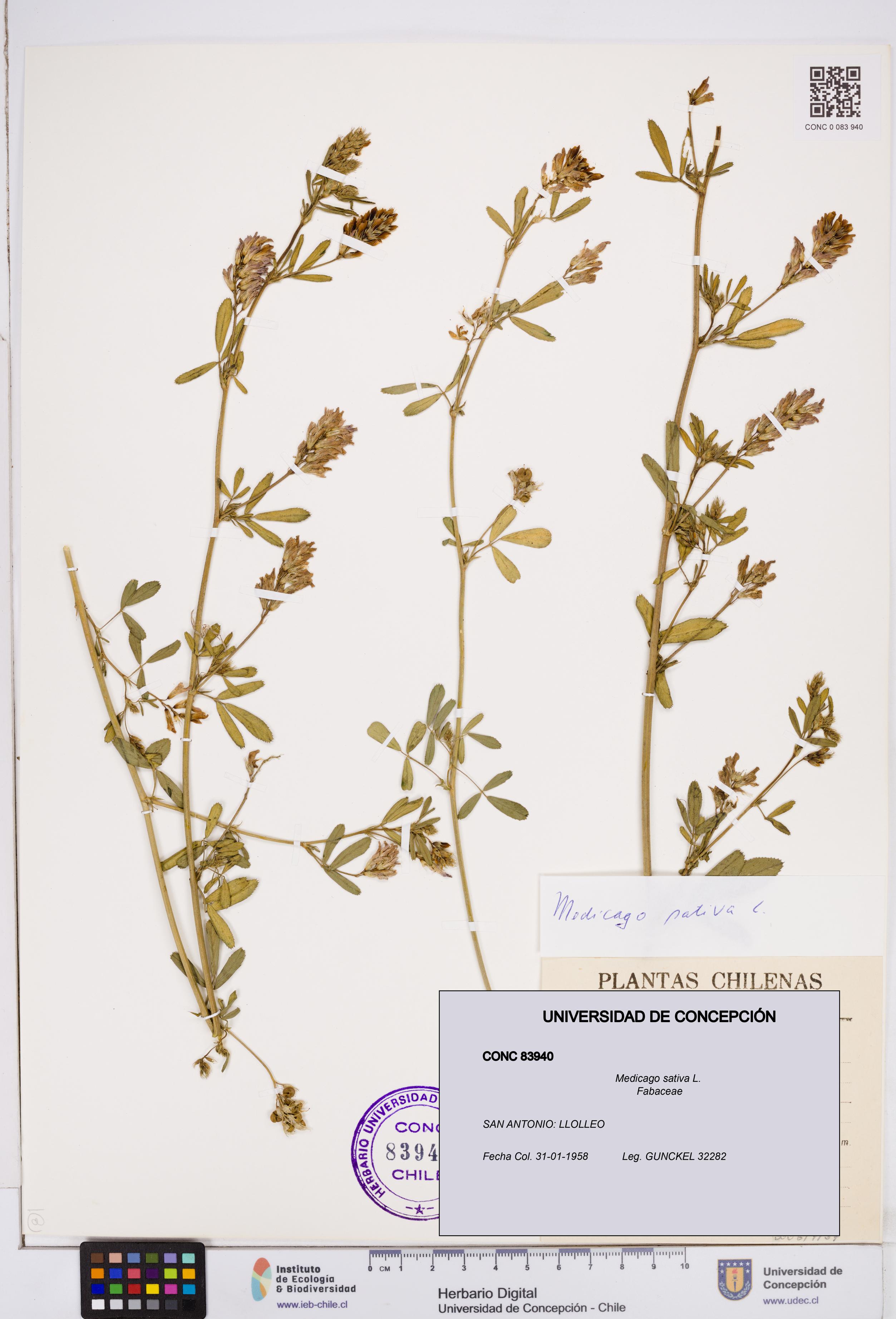 Medicago sativa [Espécimen: ]