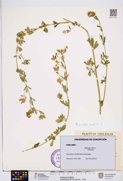 Medicago sativa [Espécimen: ]