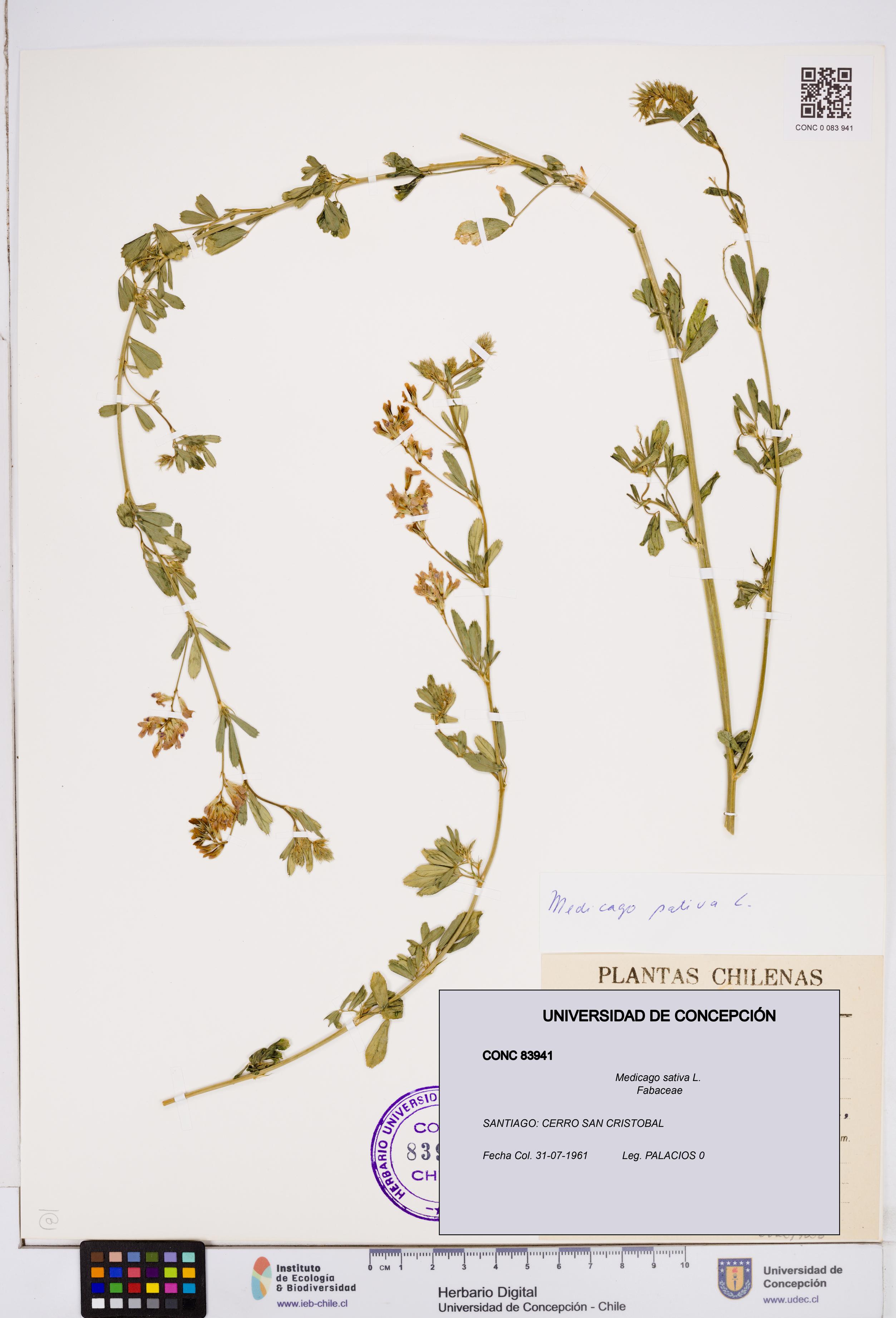 Medicago sativa [Espécimen: ]