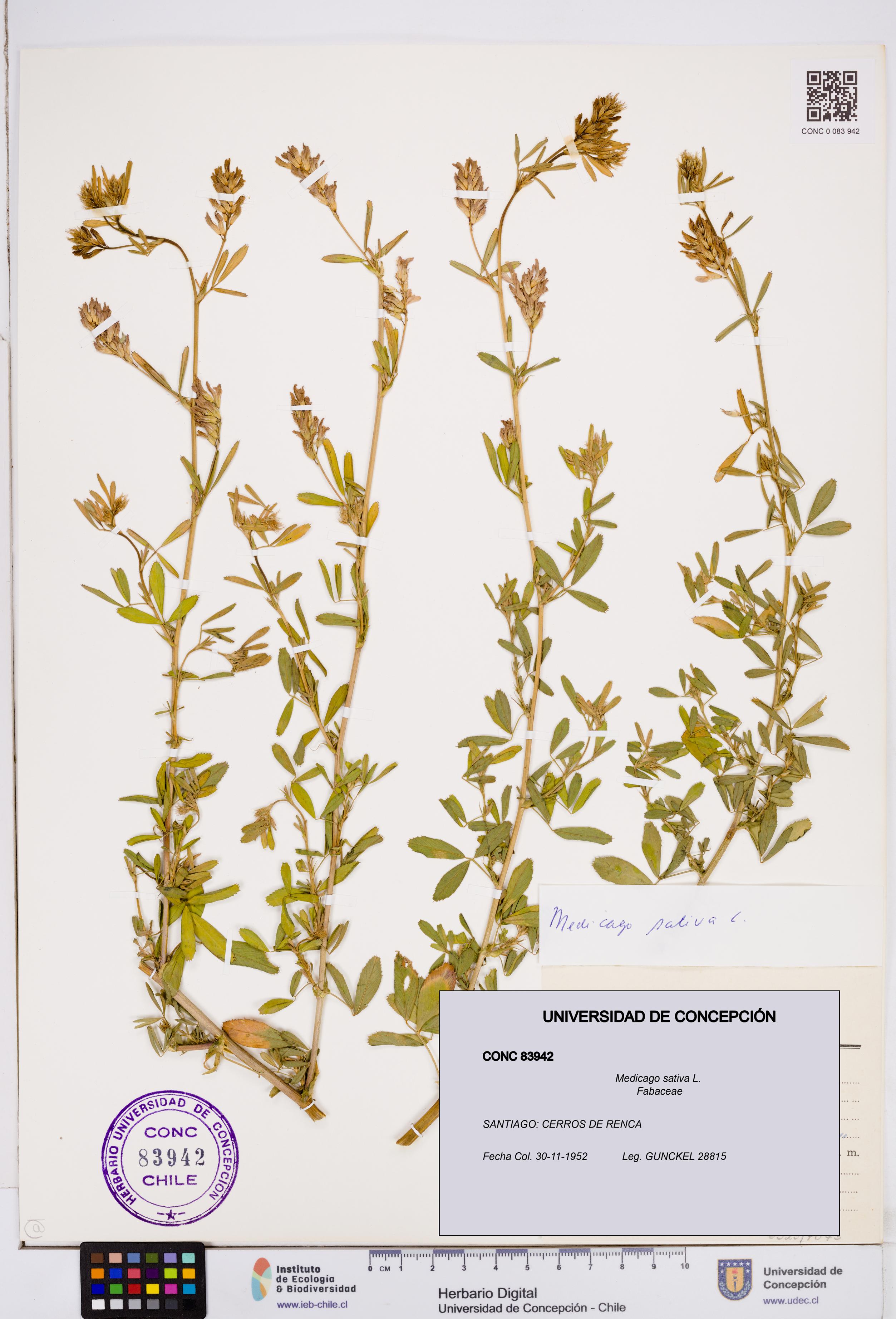 Medicago sativa [Espécimen: ]