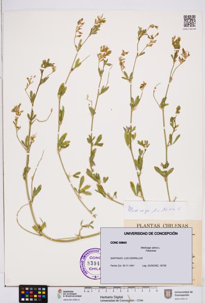 Medicago sativa [Espécimen: ]