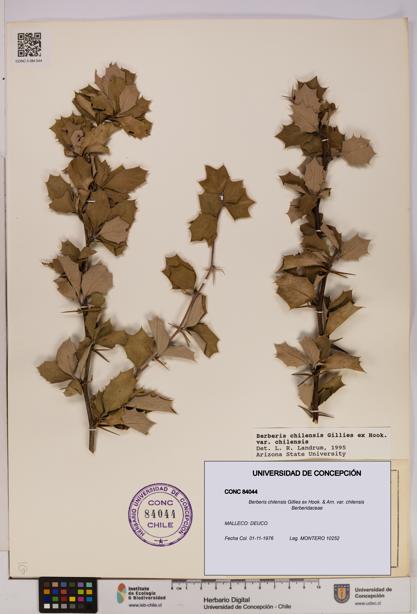 Berberis chilensis var. chilensis [Espécimen: UDEC:CONC:0084044]