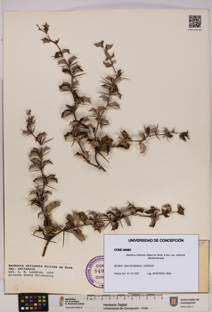 Berberis chilensis var. chilensis [Espécimen: UDEC:CONC:0084083]