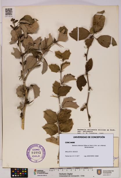 Berberis chilensis var. chilensis [Espécimen: UDEC:CONC:0084085]