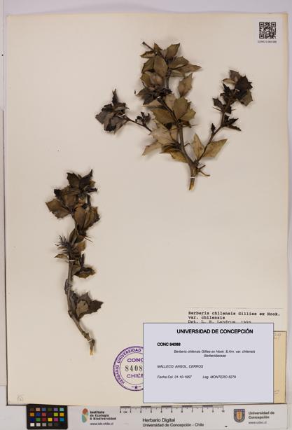 Berberis chilensis var. chilensis [Espécimen: UDEC:CONC:0084088]