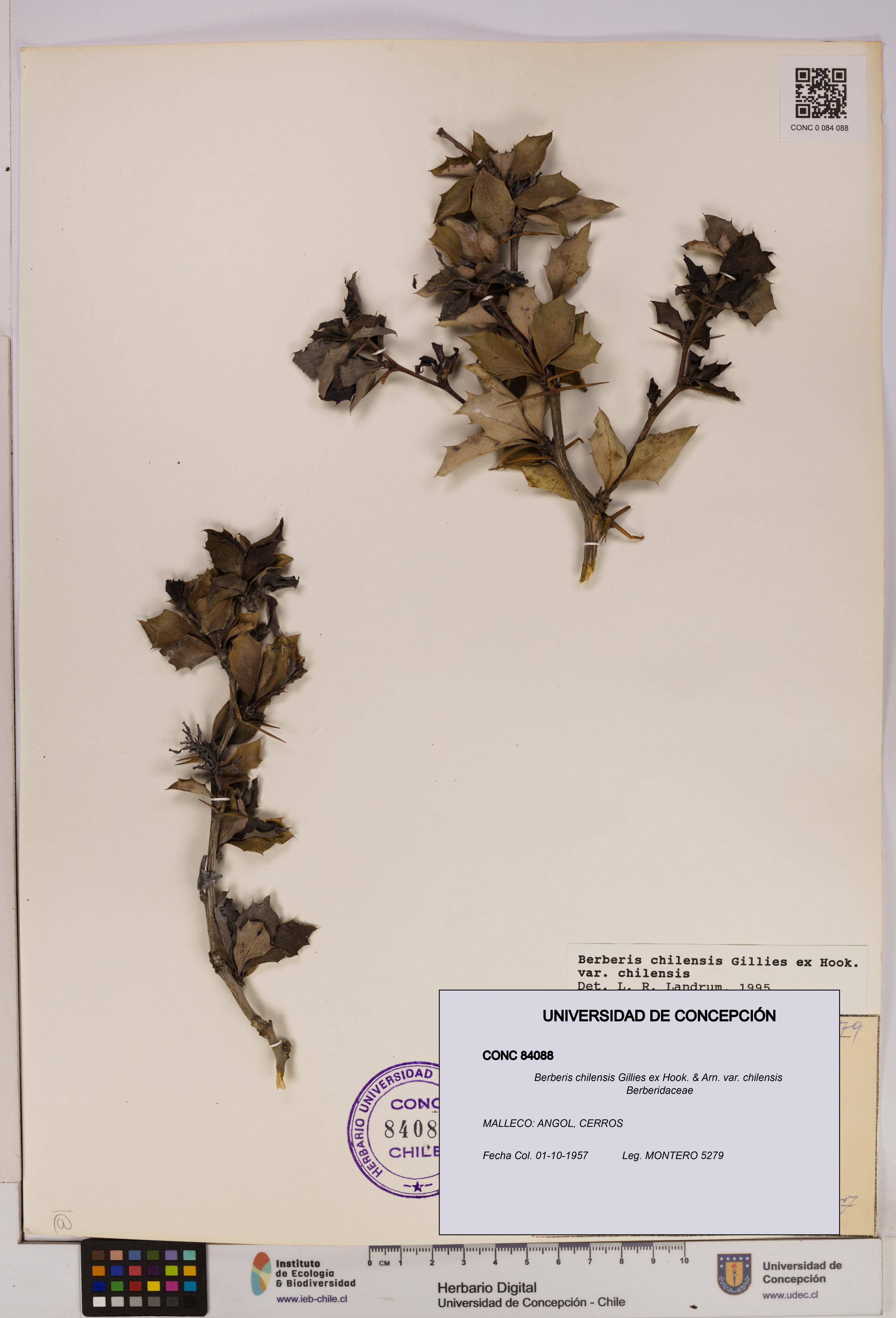 Berberis chilensis var. chilensis [Espécimen: UDEC:CONC:0084088]