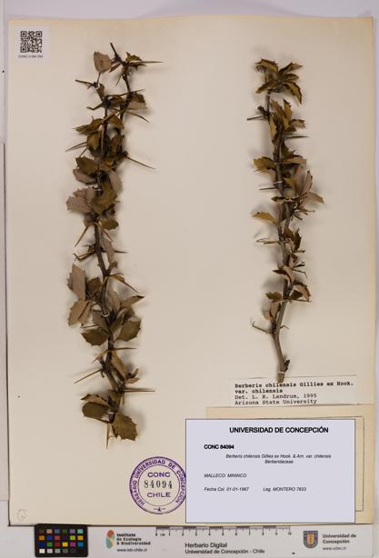 Berberis chilensis var. chilensis [Espécimen: UDEC:CONC:0084094]