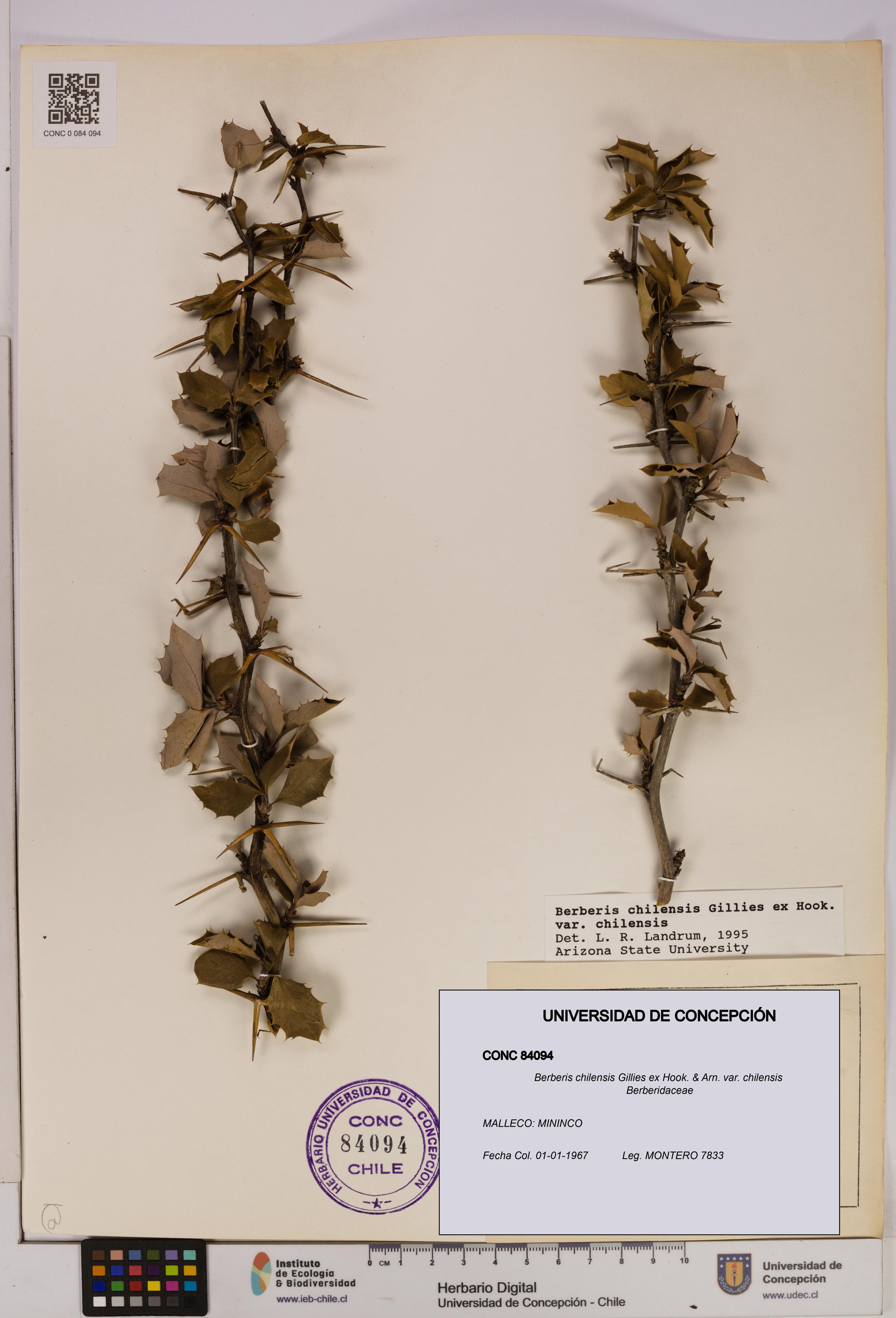 Berberis chilensis var. chilensis [Espécimen: UDEC:CONC:0084094]