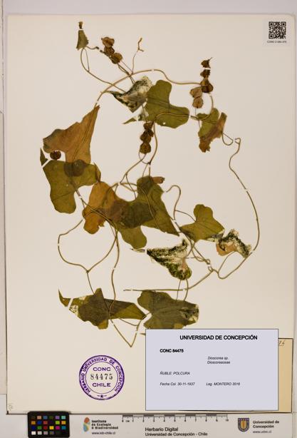 Dioscorea sp. [Espécimen: ]