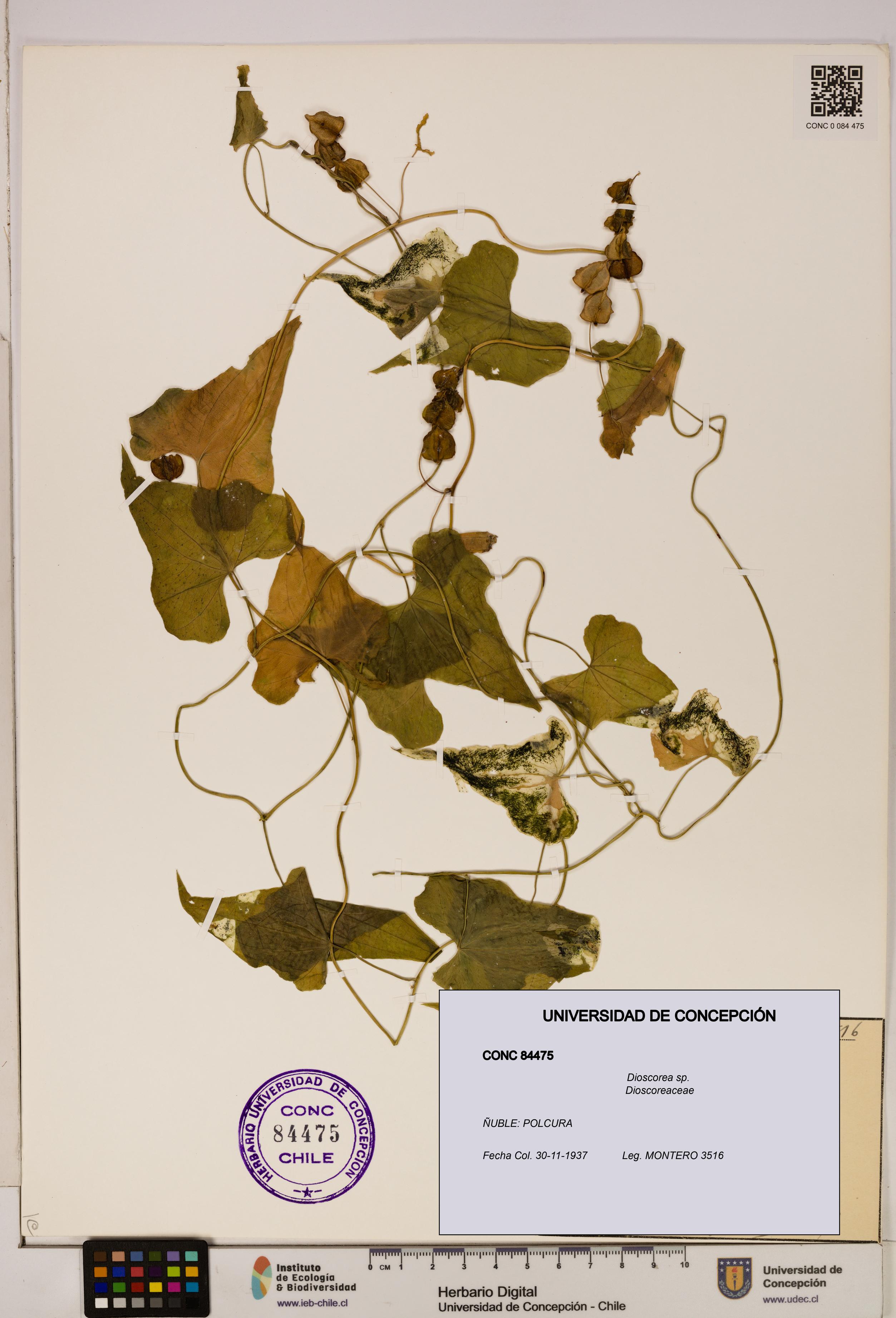 Dioscorea sp. [Espécimen: ]