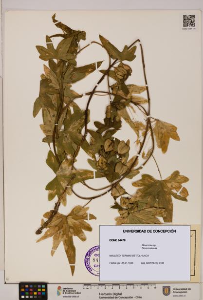 Dioscorea sp. [Espécimen: ]
