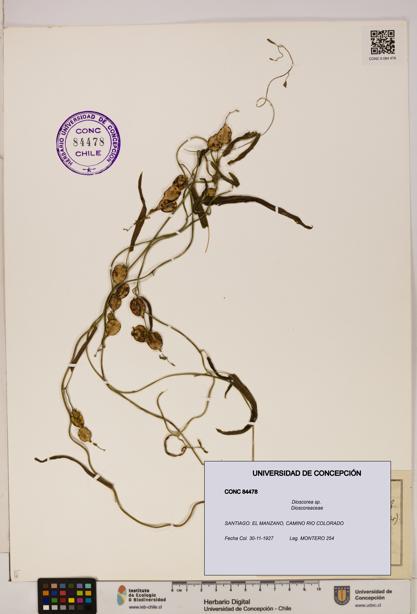 Dioscorea sp. [Espécimen: ]