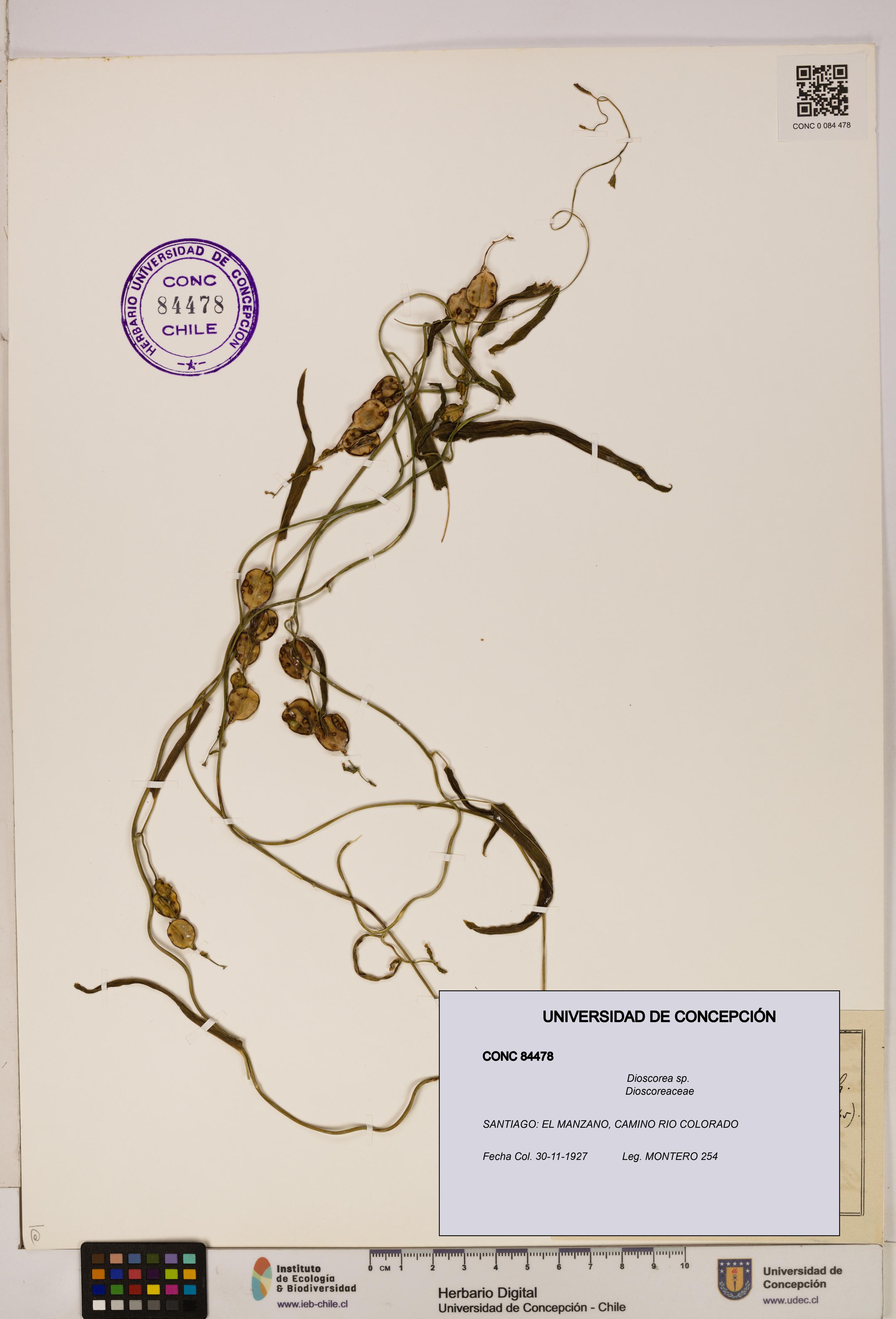 Dioscorea sp. [Espécimen: ]