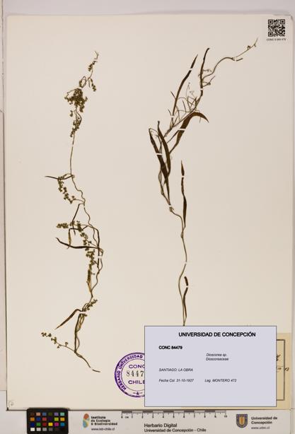 Dioscorea sp. [Espécimen: ]