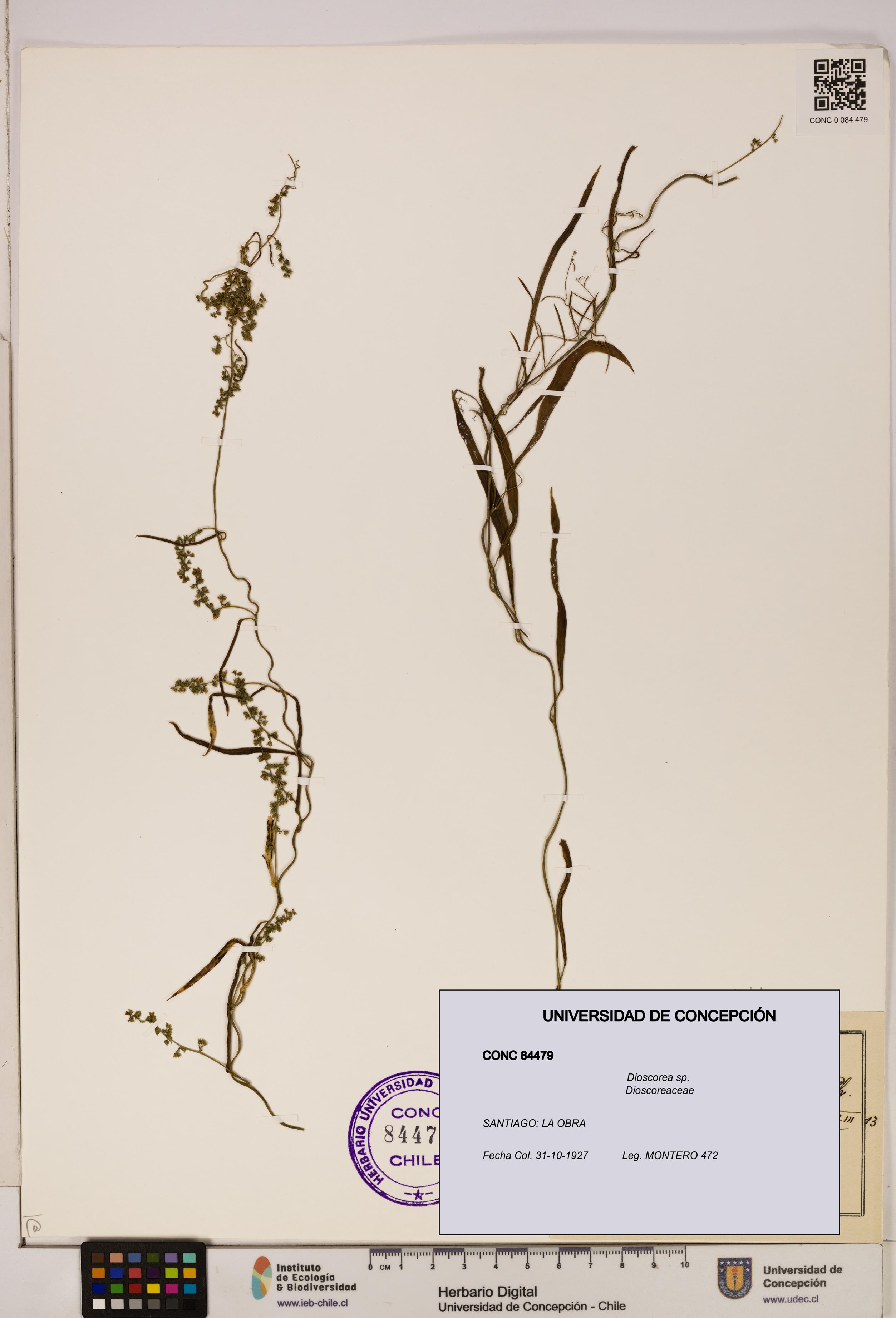 Dioscorea sp. [Espécimen: ]