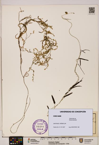 Dioscorea sp. [Espécimen: ]
