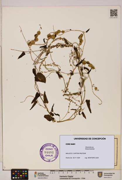 Dioscorea sp. [Espécimen: ]