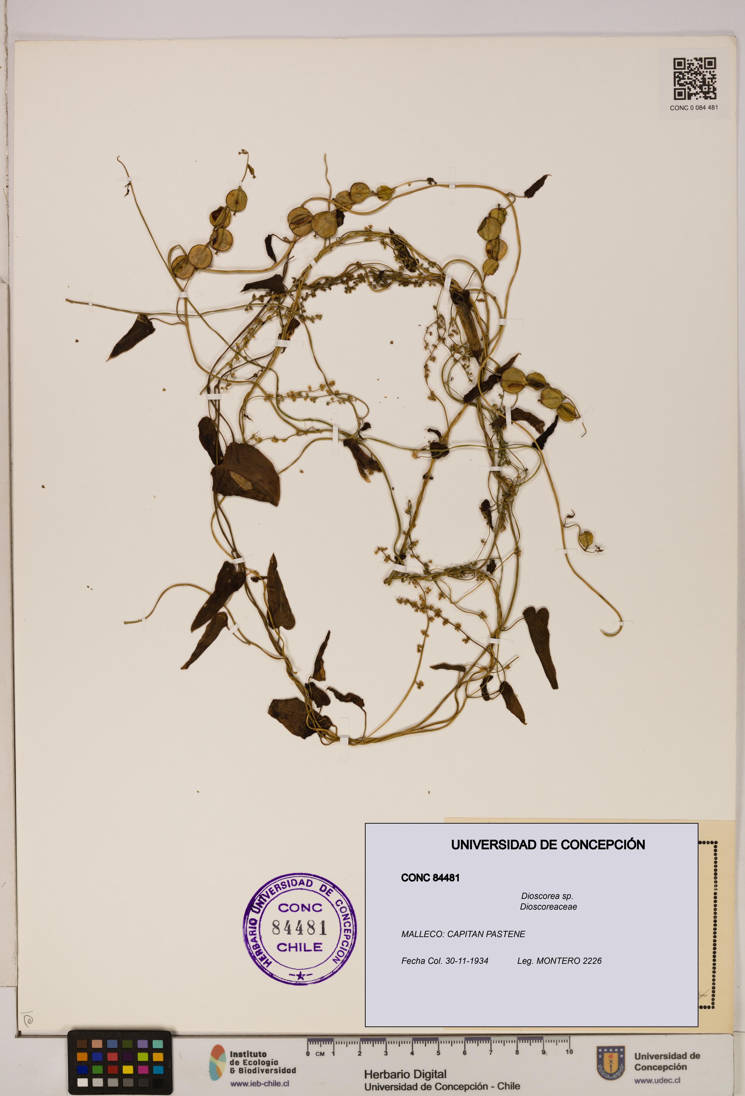 Dioscorea sp. [Espécimen: ]