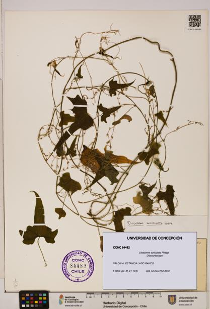 Dioscorea auriculata [Espécimen: ]