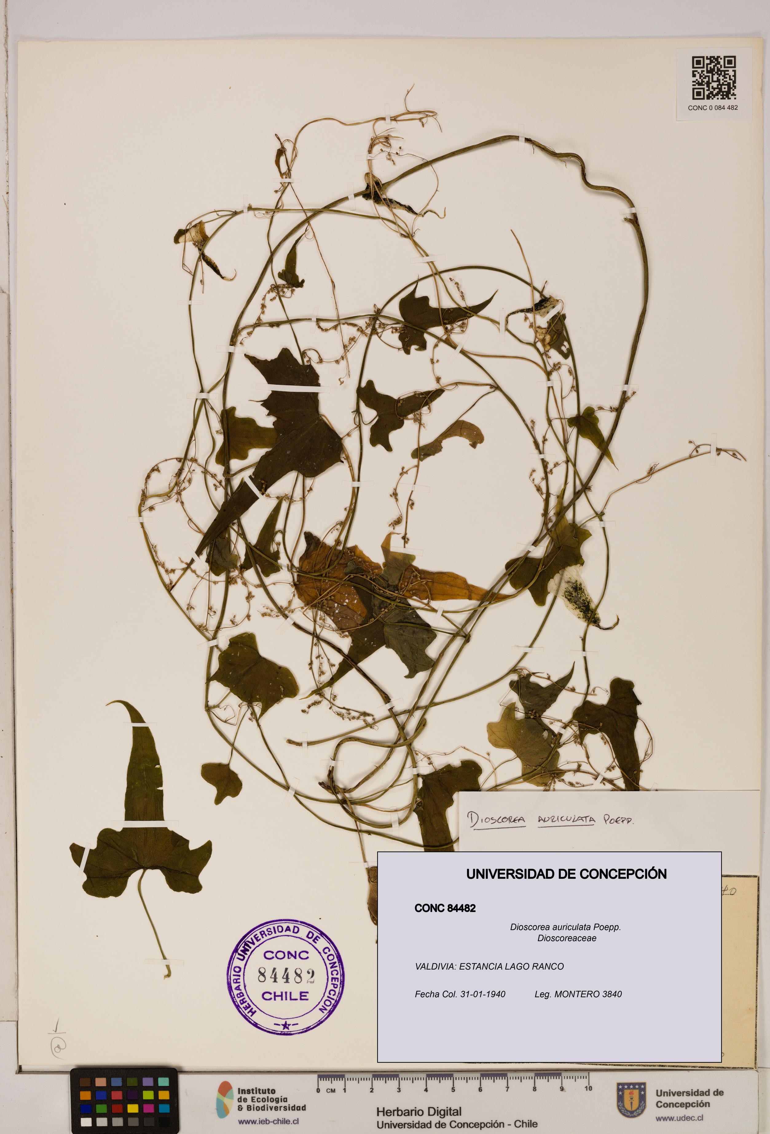 Dioscorea auriculata [Espécimen: ]